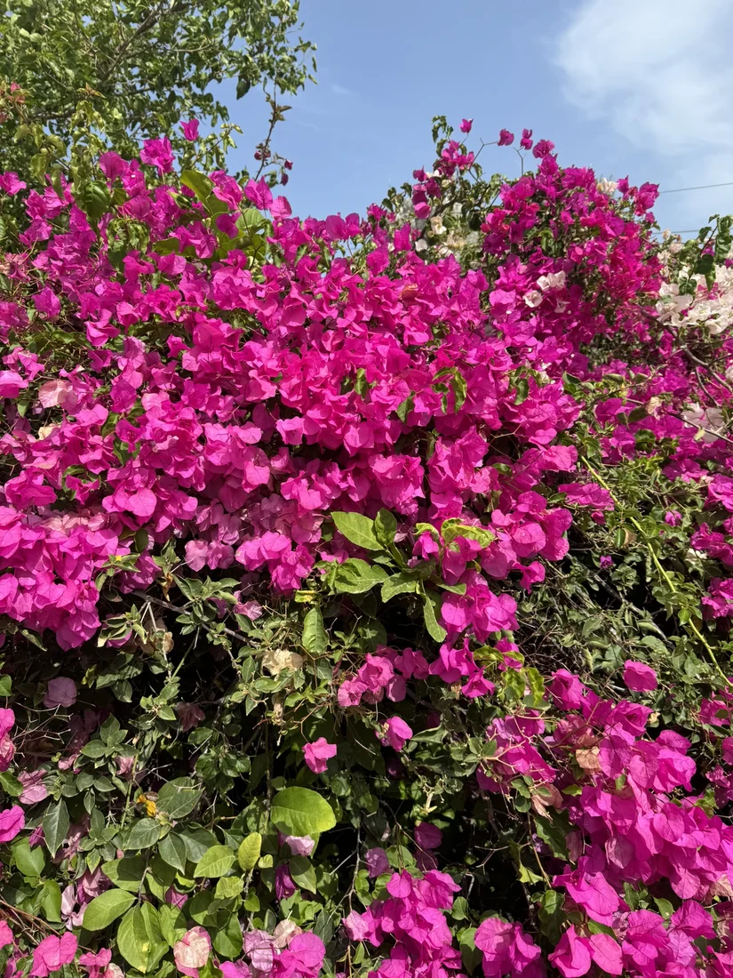 Kräftig pinkfarbene Bougainvillea vor blauem Himmel.